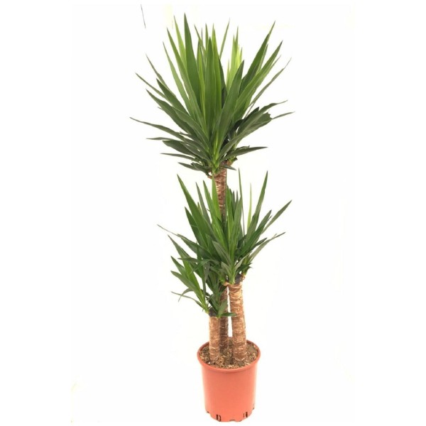 3'lü Yucca